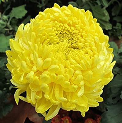 Yellow-master aster